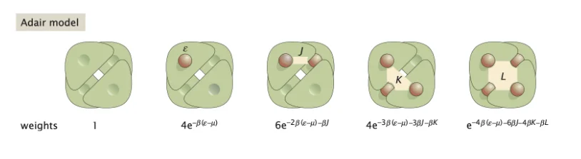 Oxygen binding in hemoglobin.
